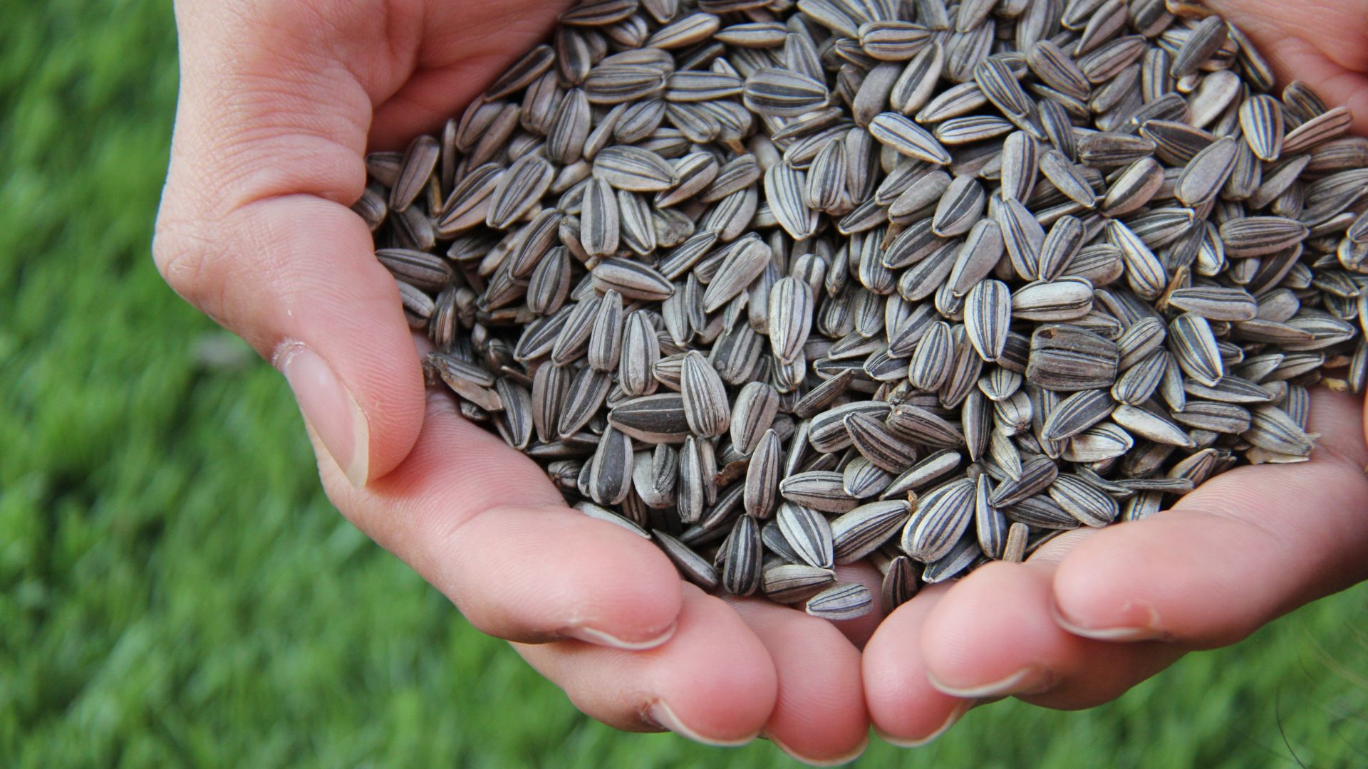 This Is Exactly When You Should Sow Grass Seed In Your Climate (5 Key Timing Tips)