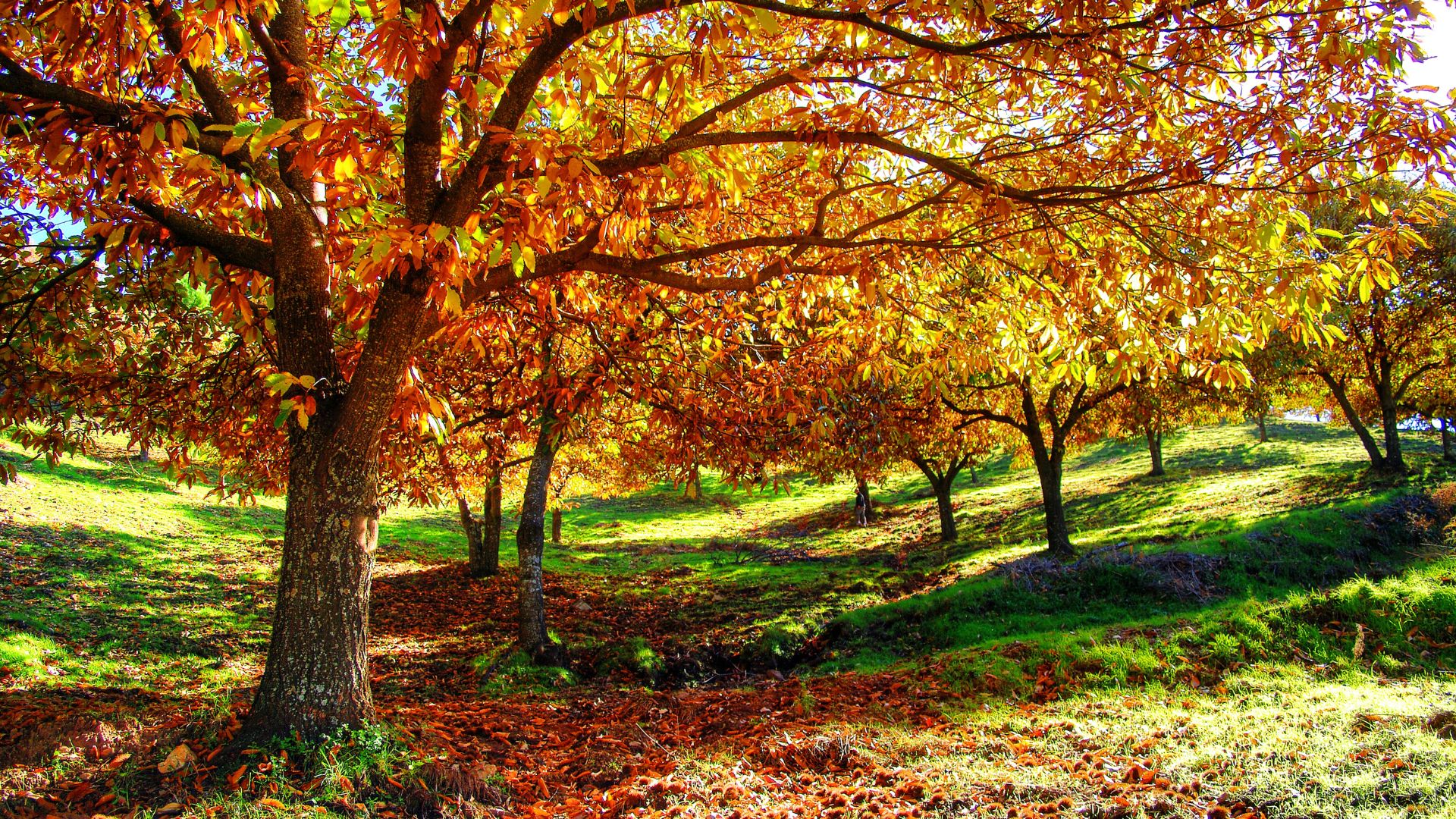 This Is One Of The Most Valuable Trees You Can Plant In Your Yard