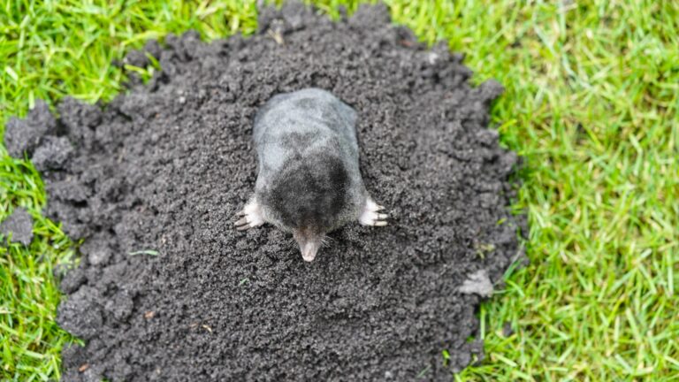 mole on a lawn