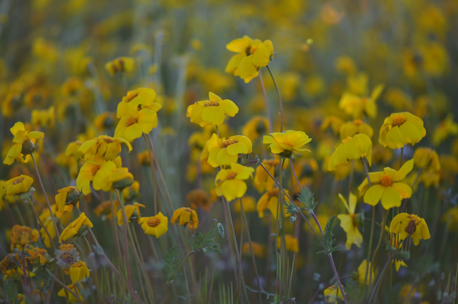 Tickseed Flowers