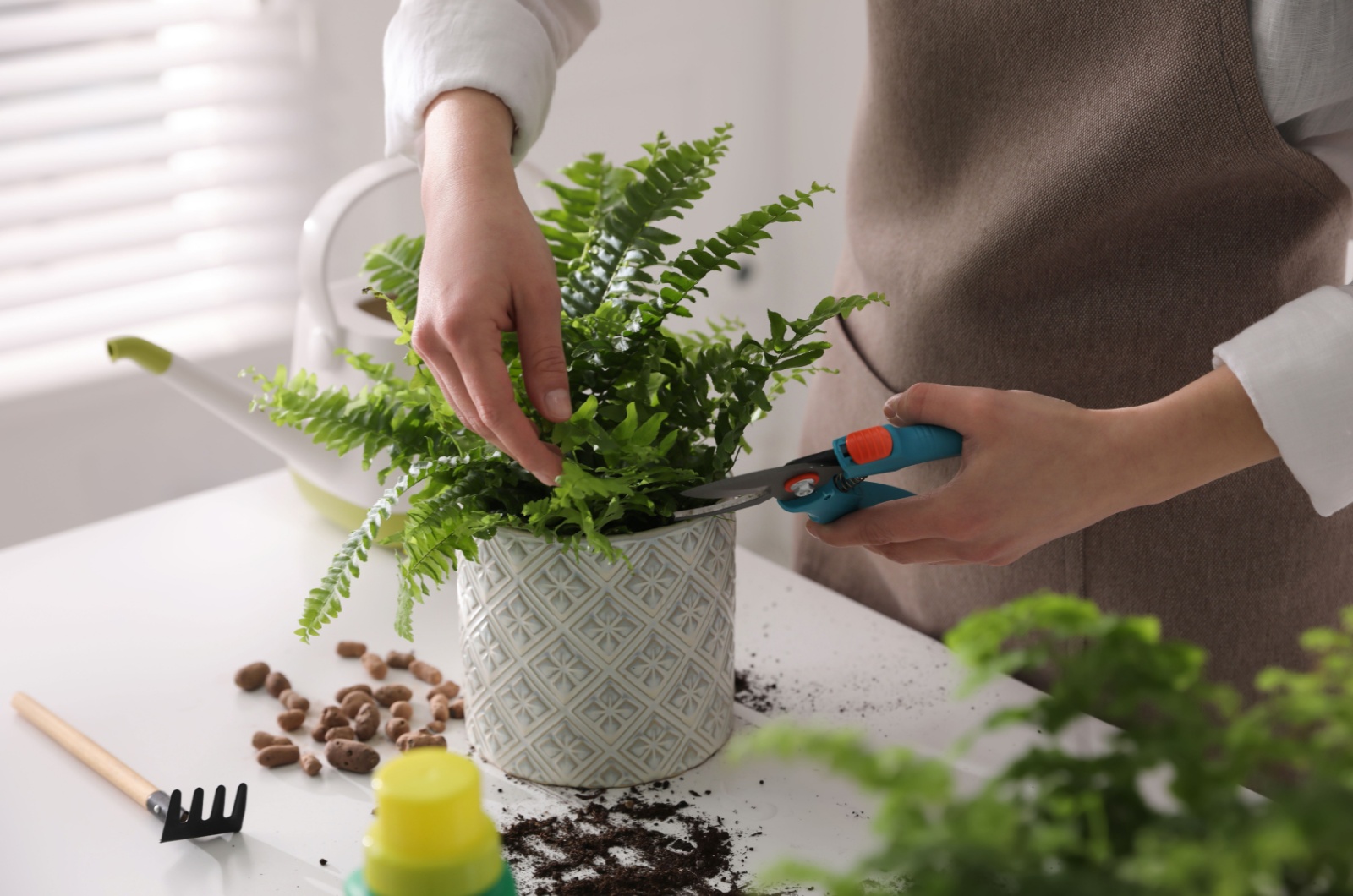 Trimming Boston fern