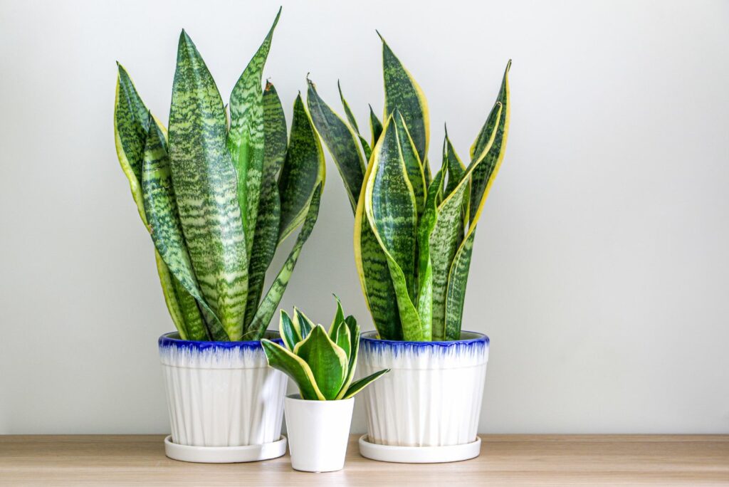 Two Dracaena trifasciata snake plants