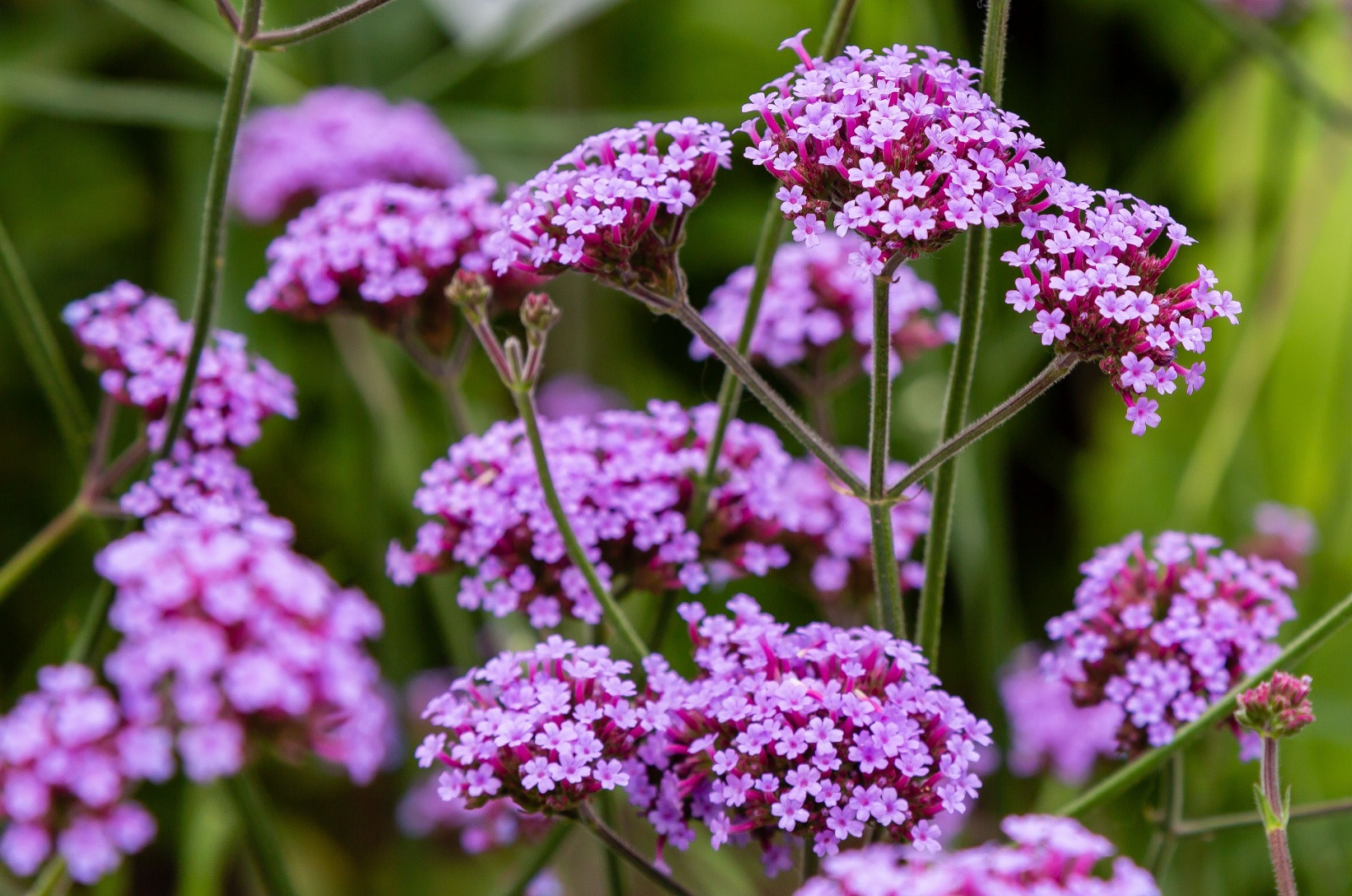 Verbena bonariensis flowers