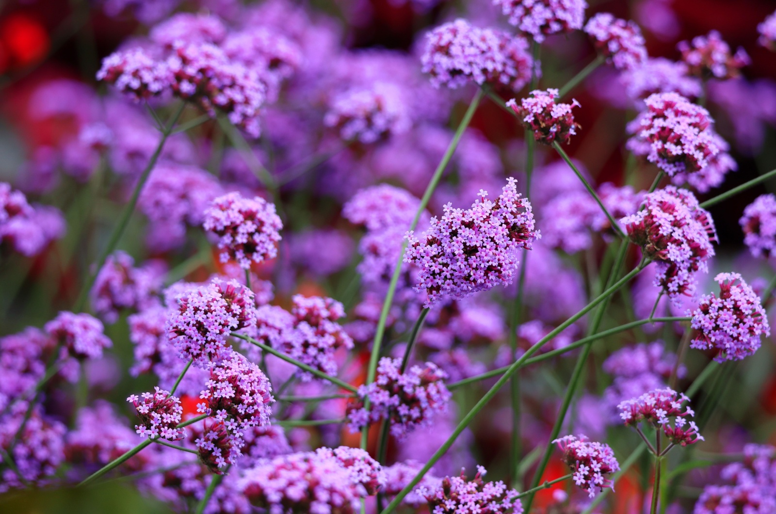 Verbena purple flowers