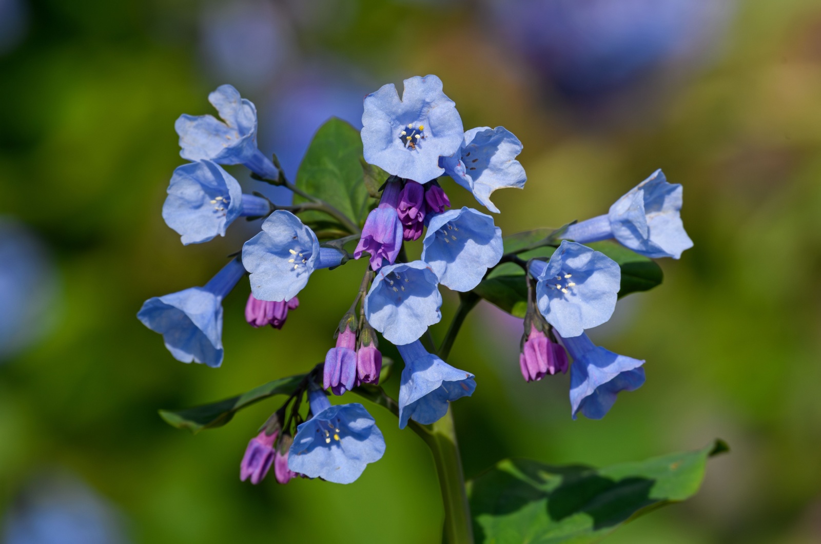 Virgina Bluebell