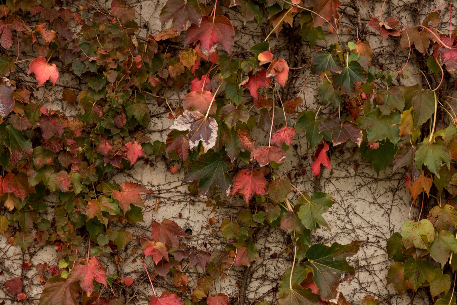 Virginia Creeper