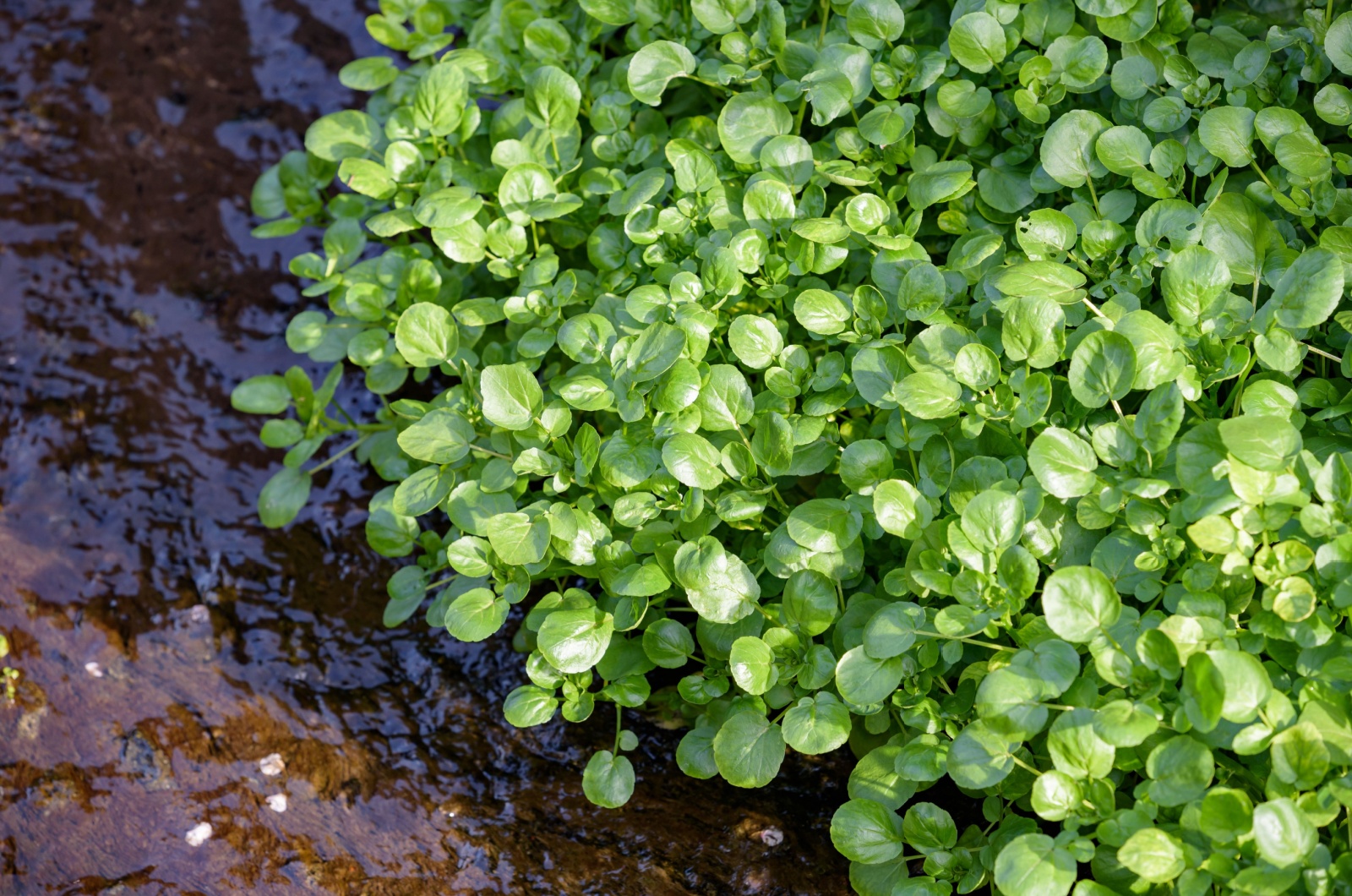 Watercress