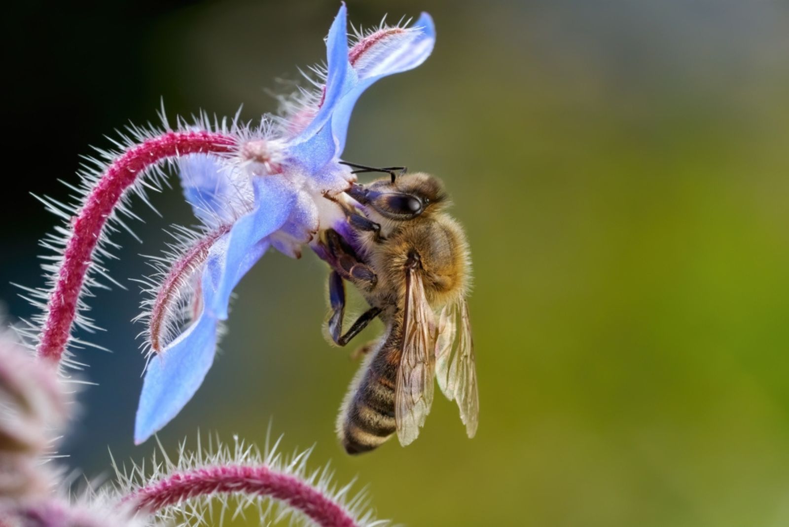 Western honey bee