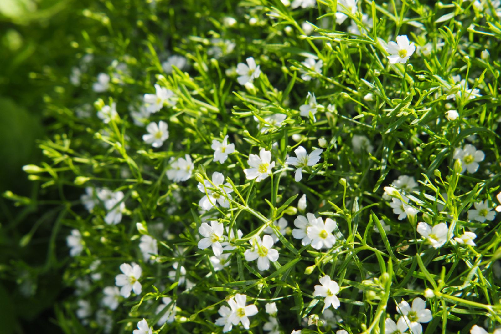 White blooming Gypsophila