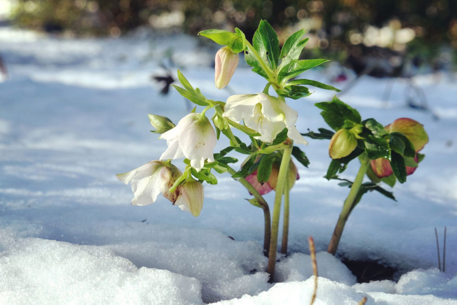 White hellebores