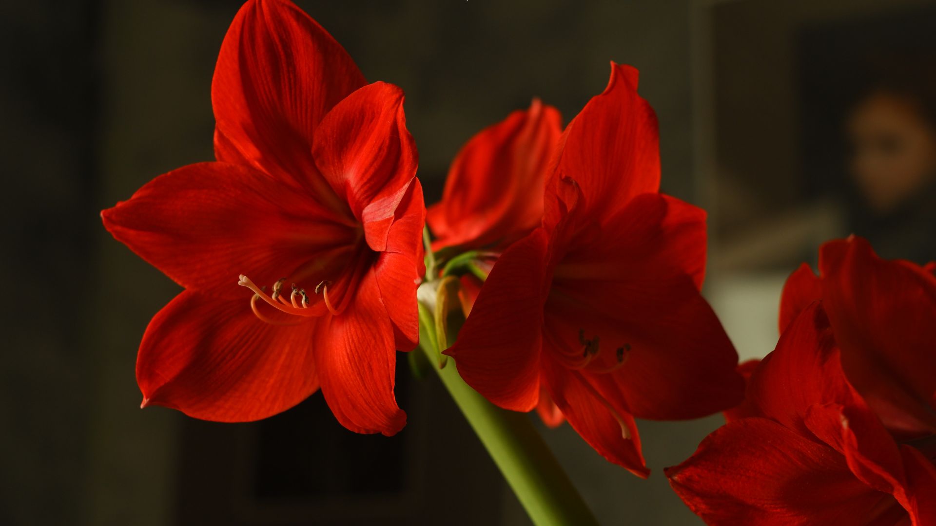 Why You Might Want To Rethink Growing Amaryllis