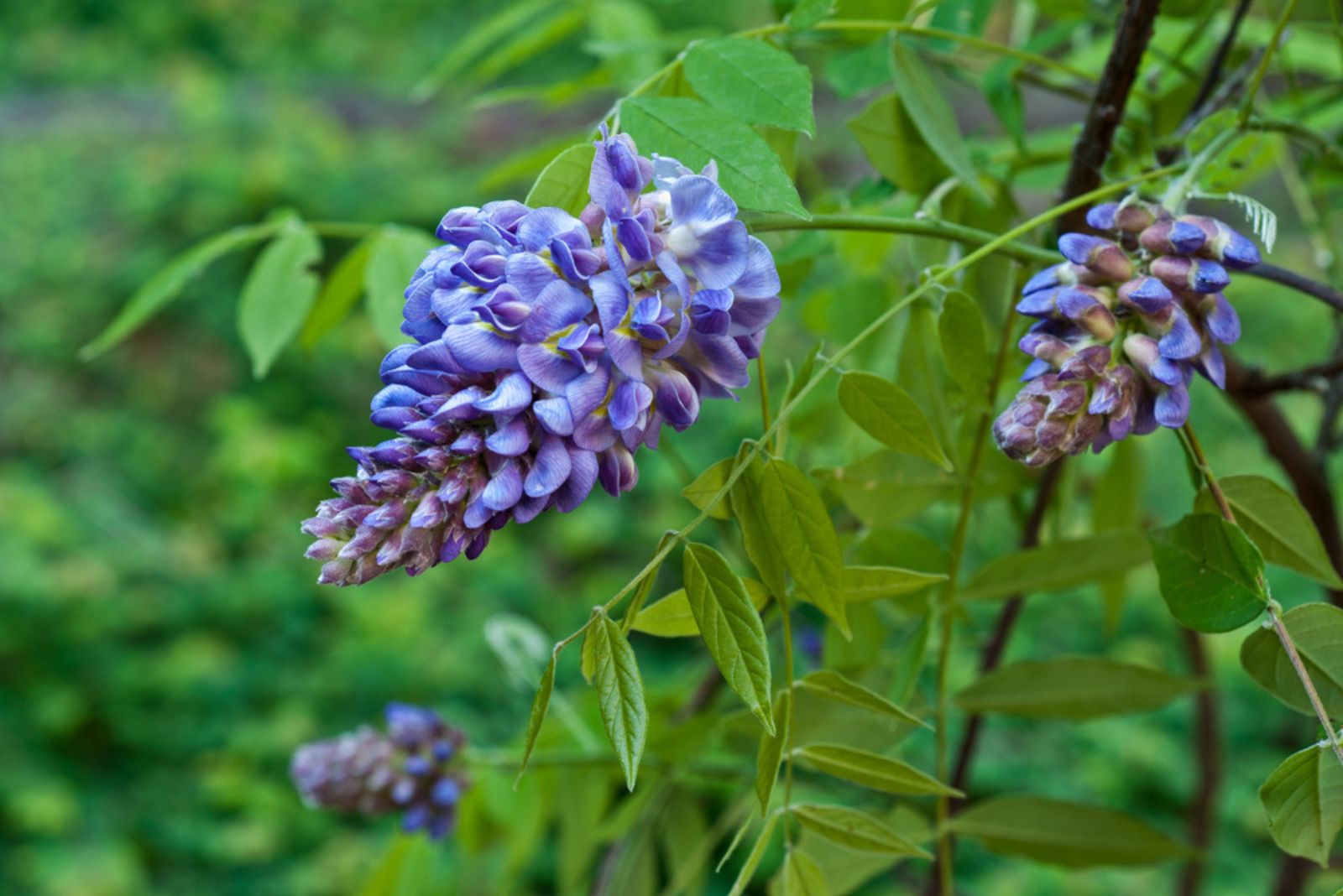 wisteria plant