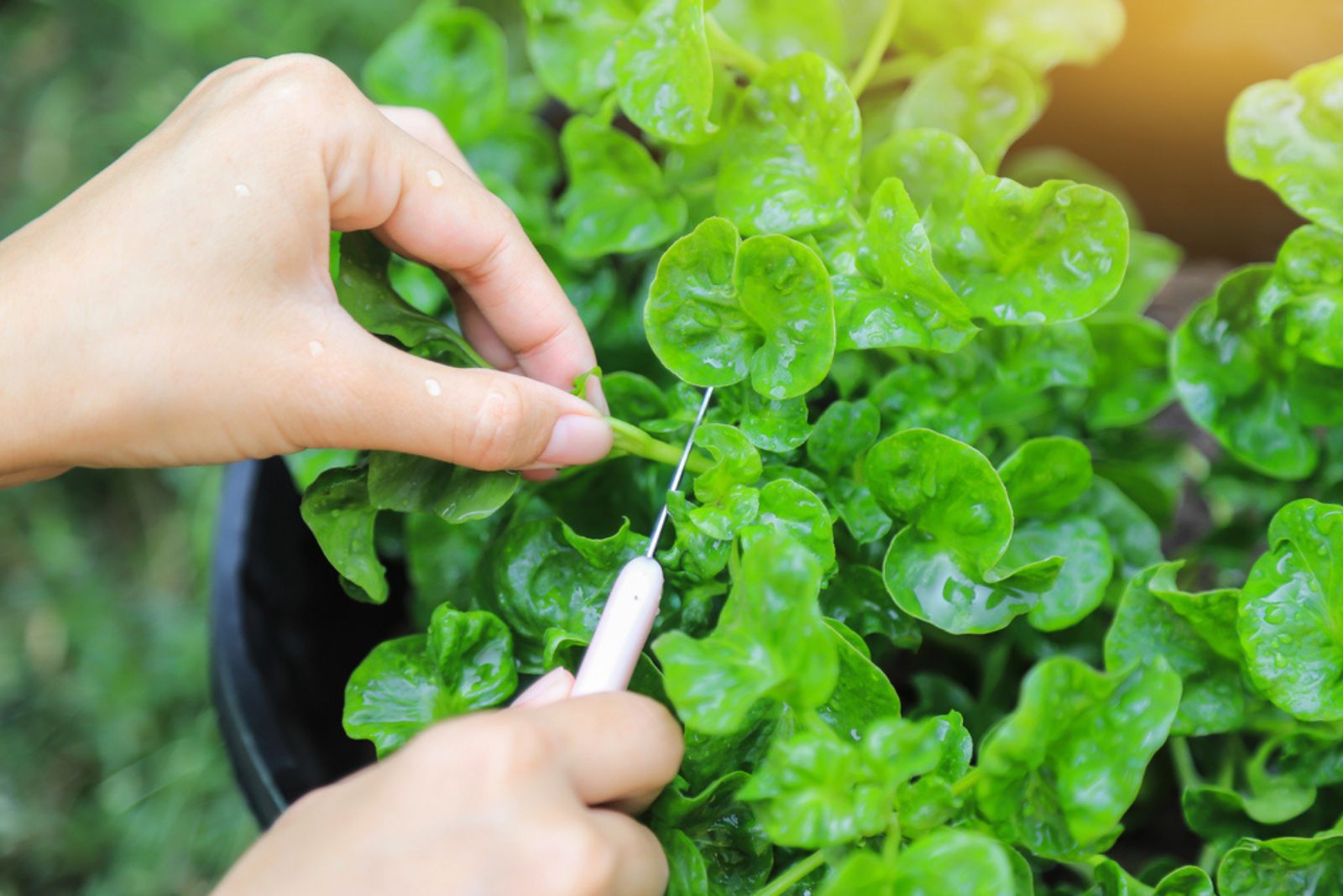 Woman cutting Watercress