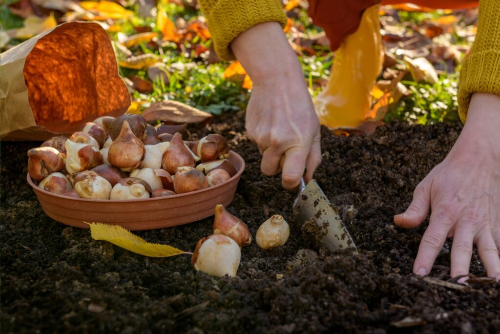 Woman planting tulip bulbs in a flower bed