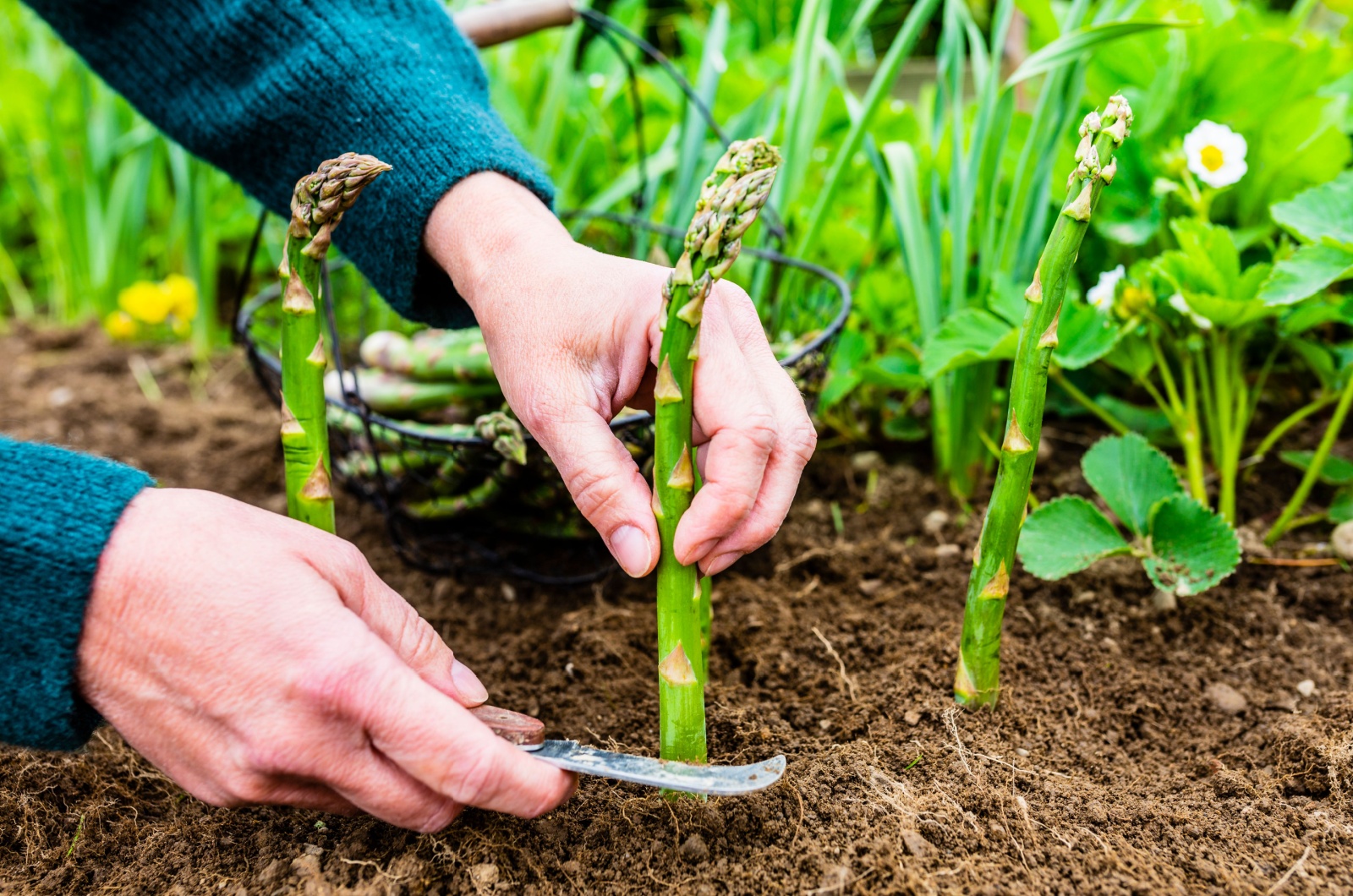 Woman's hand shear green asparagus