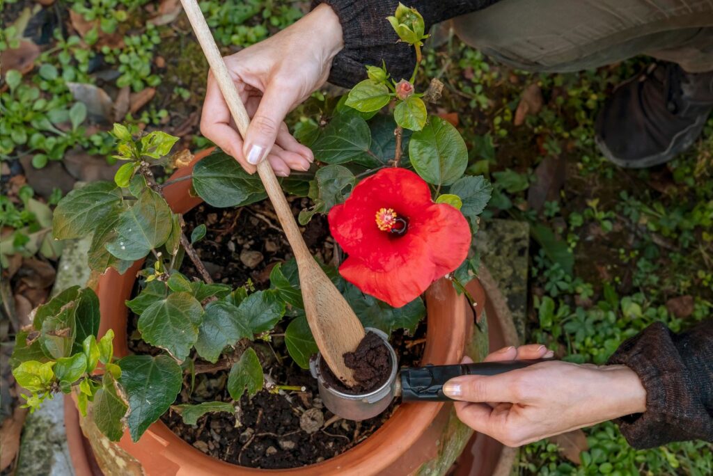 Woman's hands recycling coffee grounds to fertilize a red hibiscus plant