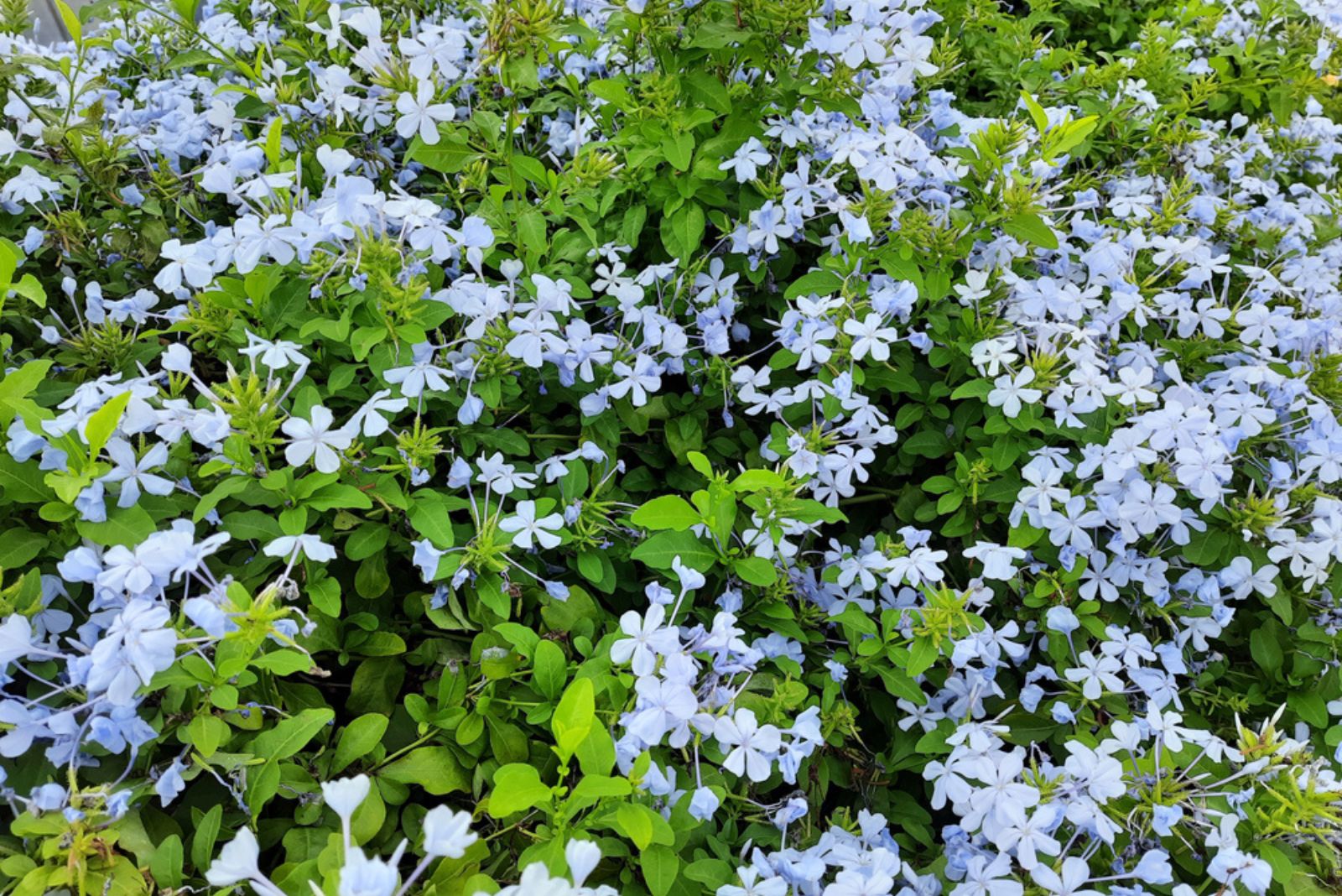 Woodland Phlox