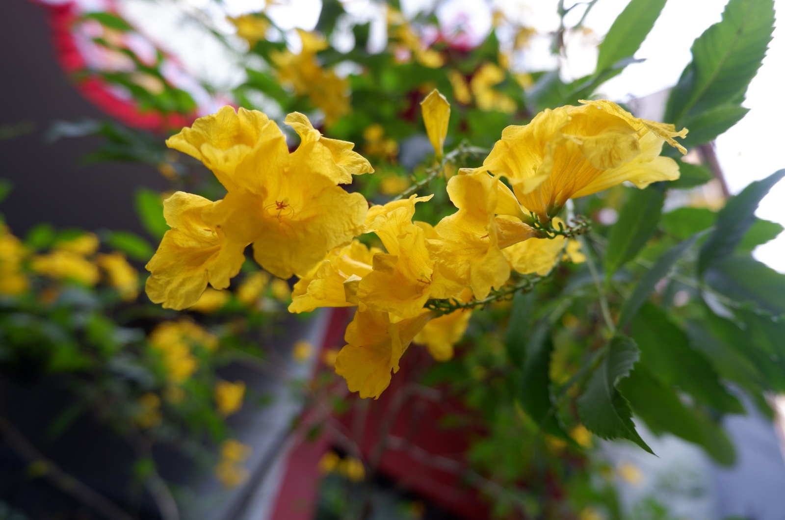 Yellow Bells