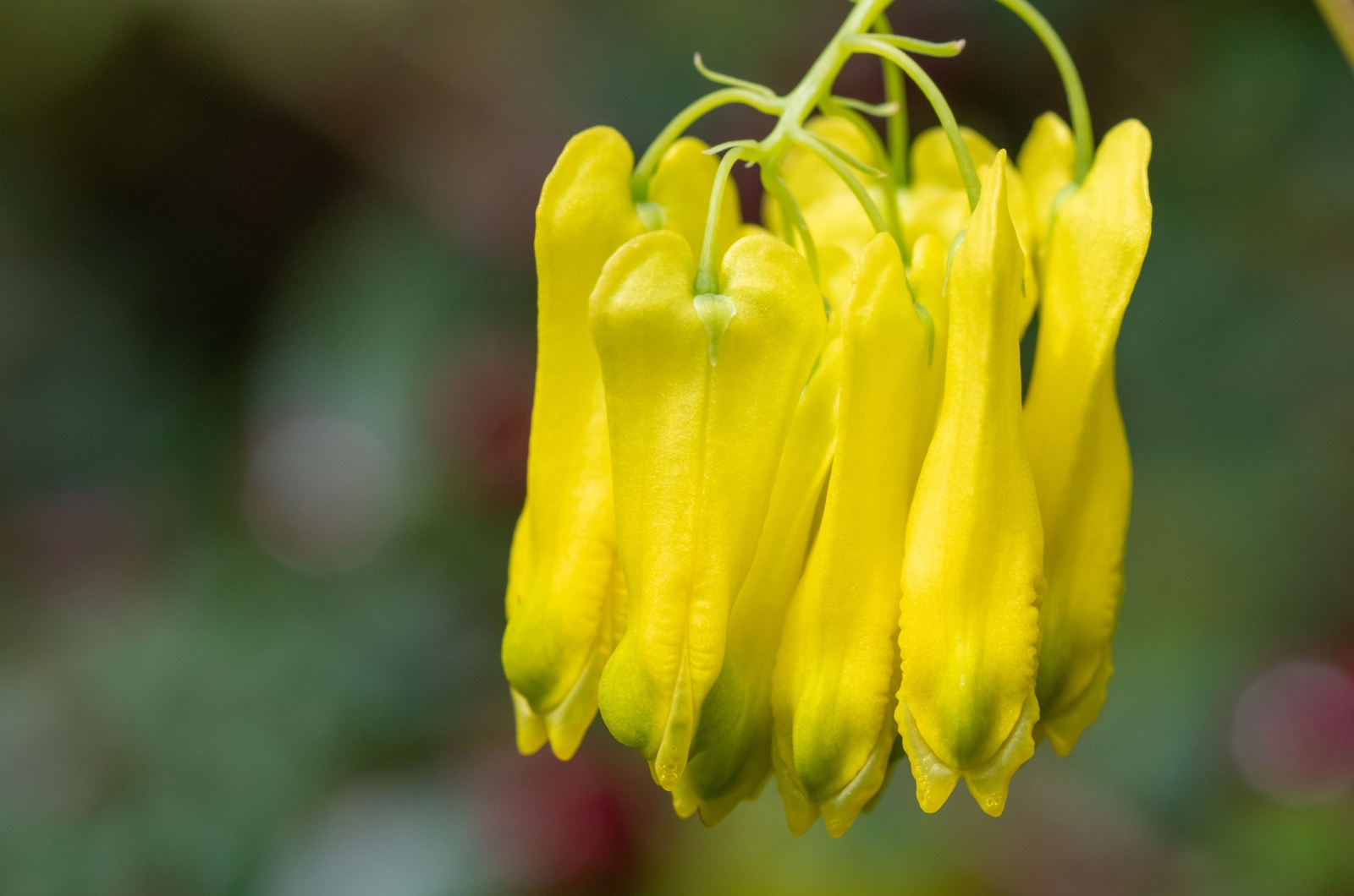 Yellow Bleeding Heart Vine