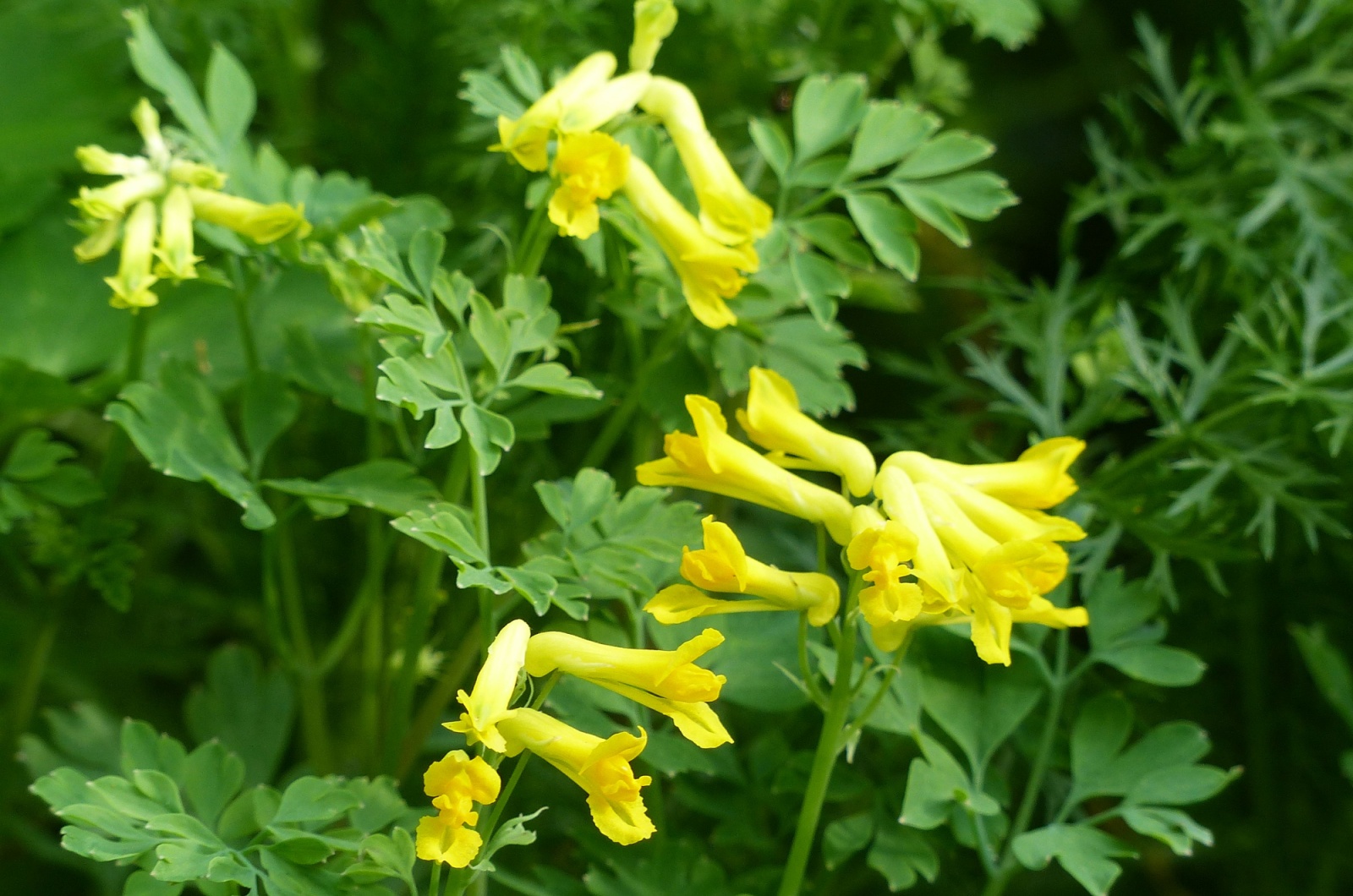 Yellow Corydalis