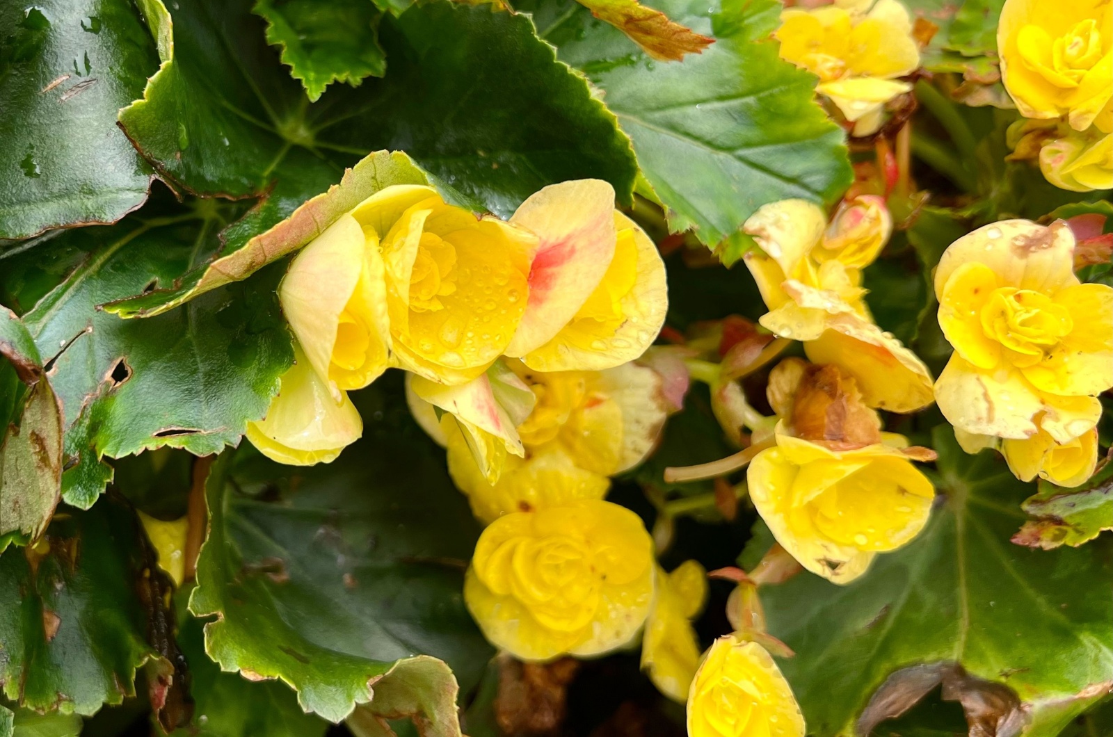 Yellow Hardy Begonia