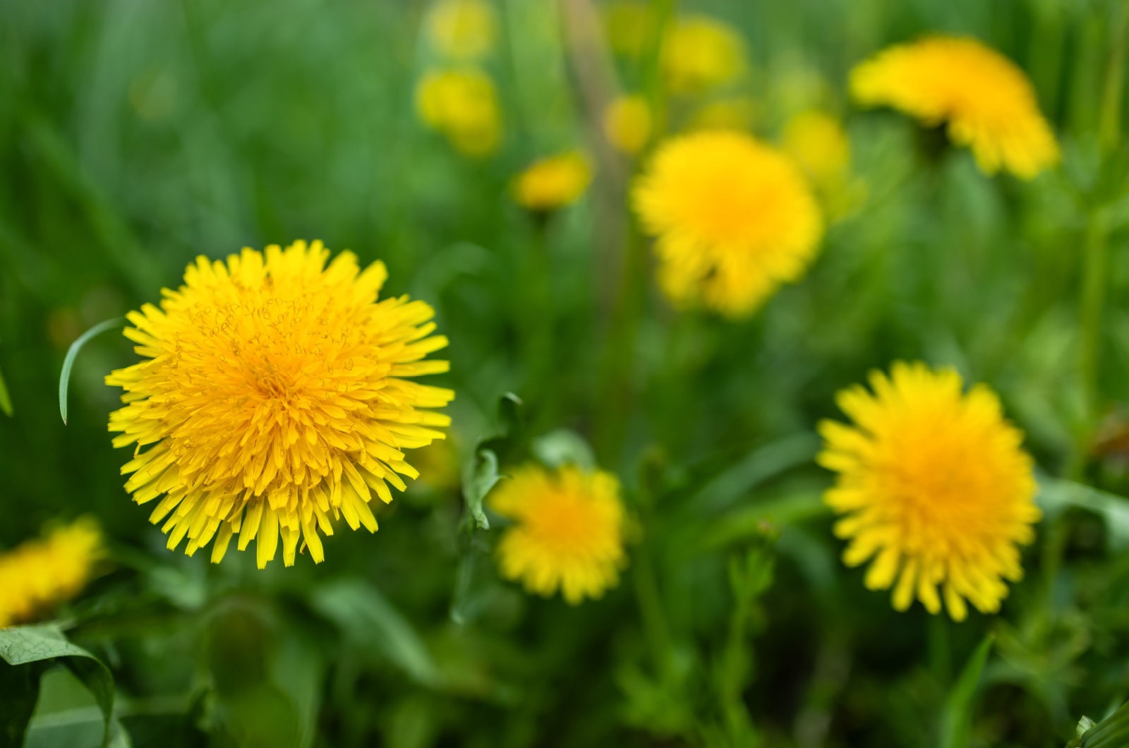 Yellow dandelion flowers