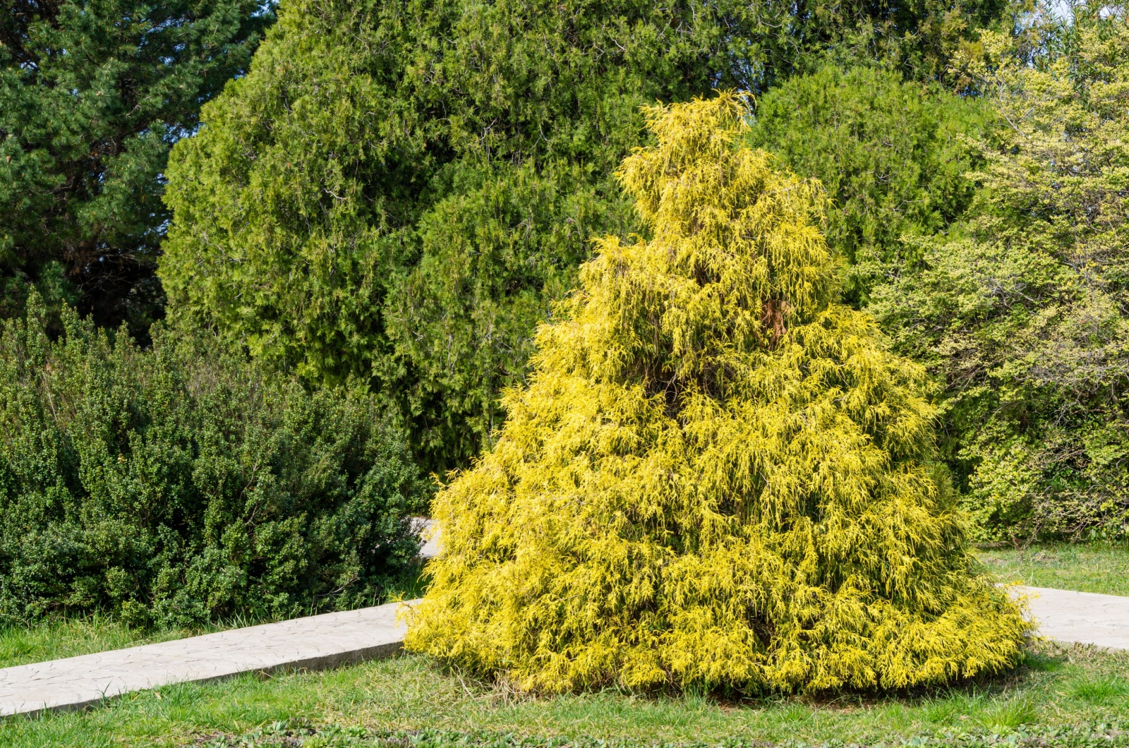 Yellow leaves of false cypress