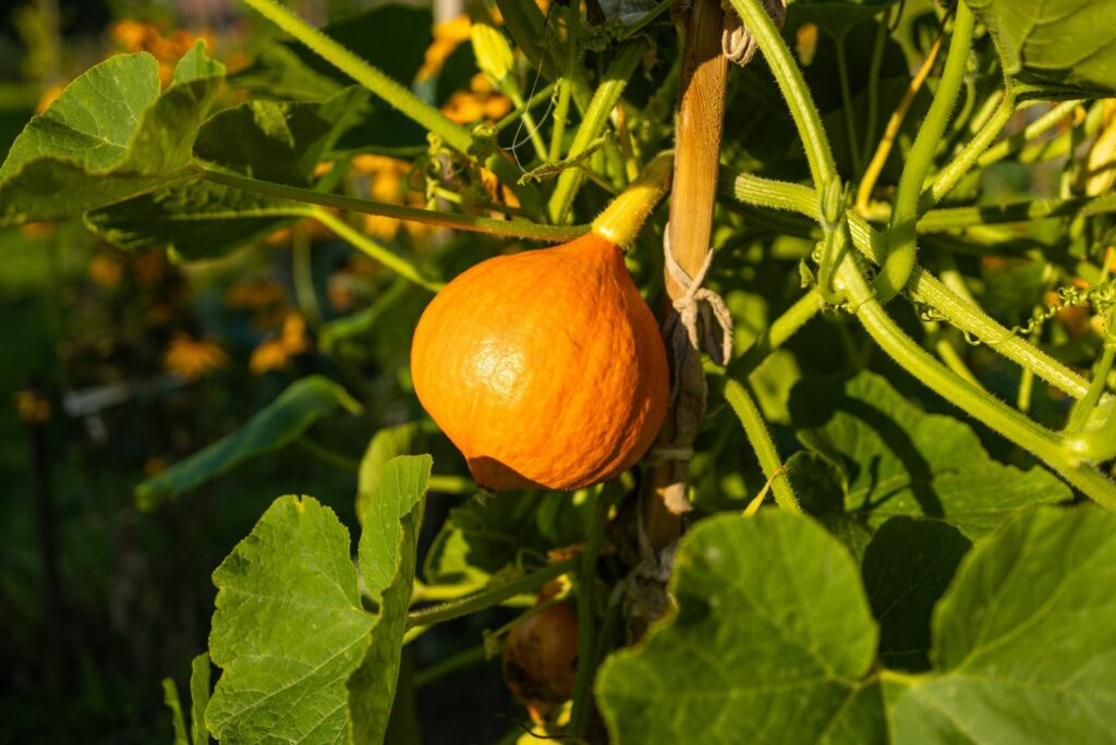 Yellow pumpkin hanging on the tree