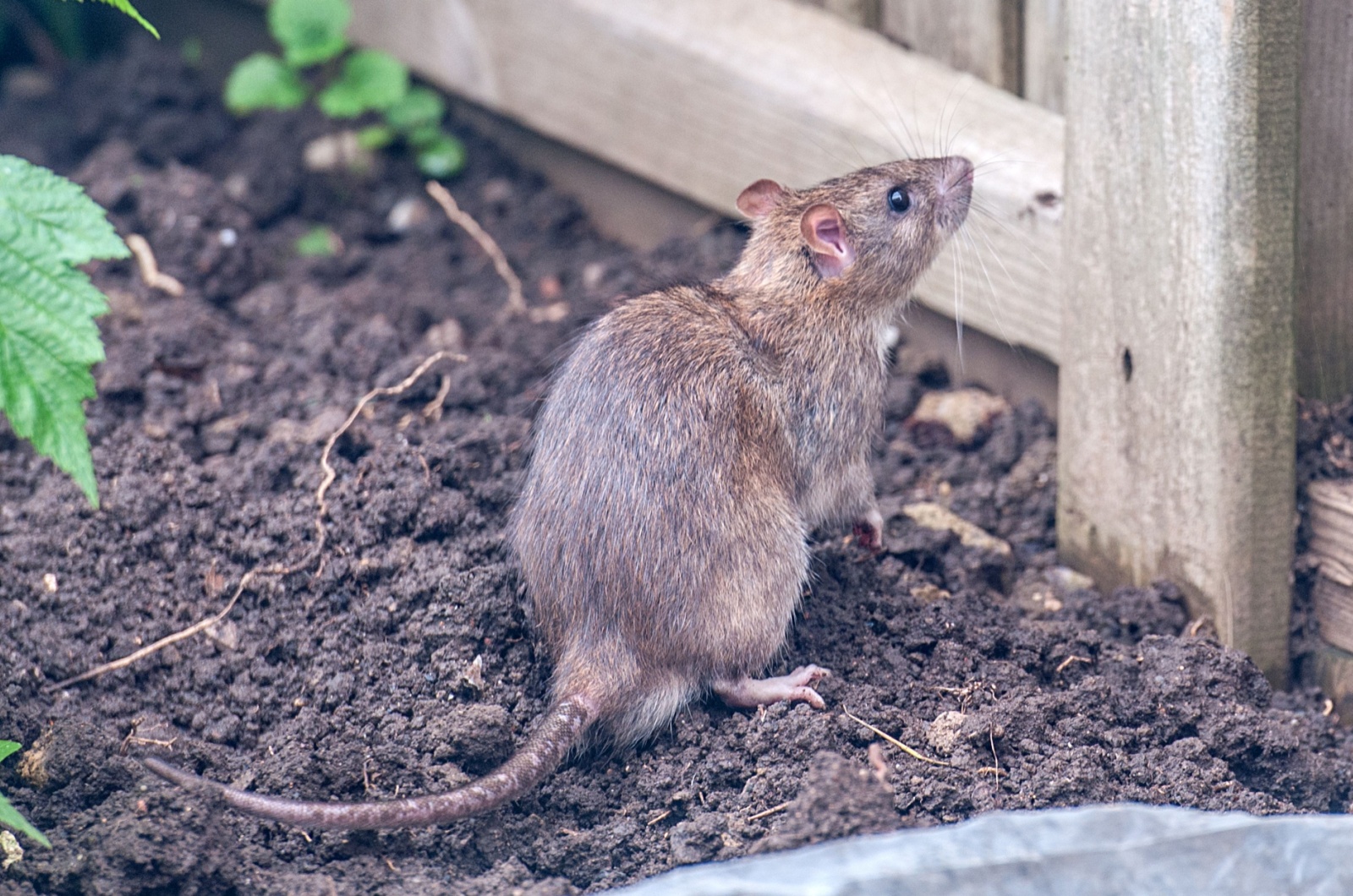 a rat in the garden