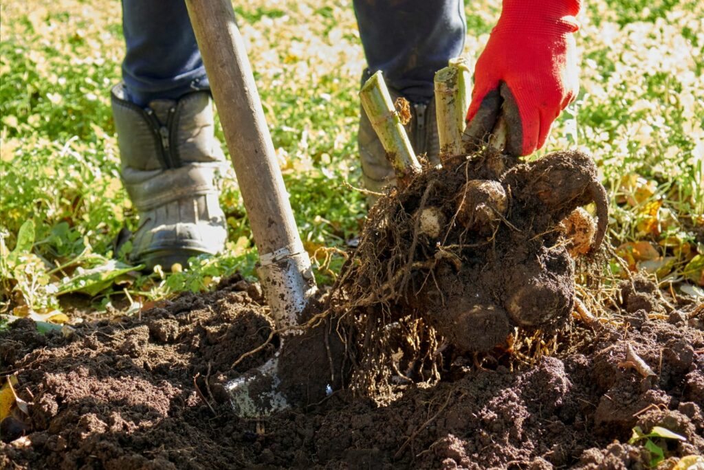 a woman digs up tubers