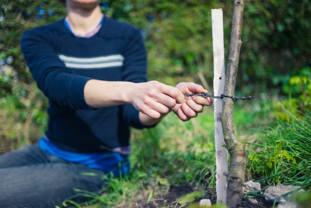 a young woman ties a branch to a stake