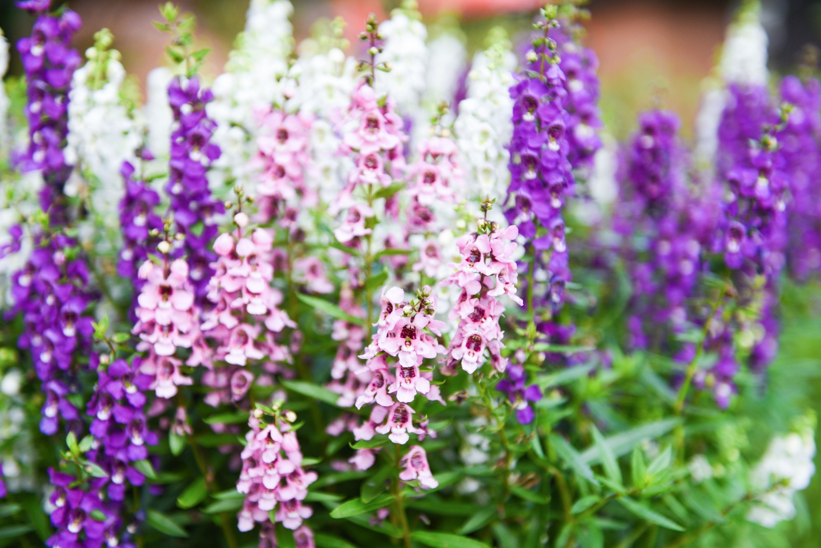 angelonia flower