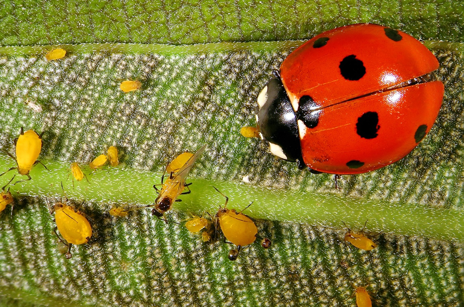 aphids and a ladybug on a leaf