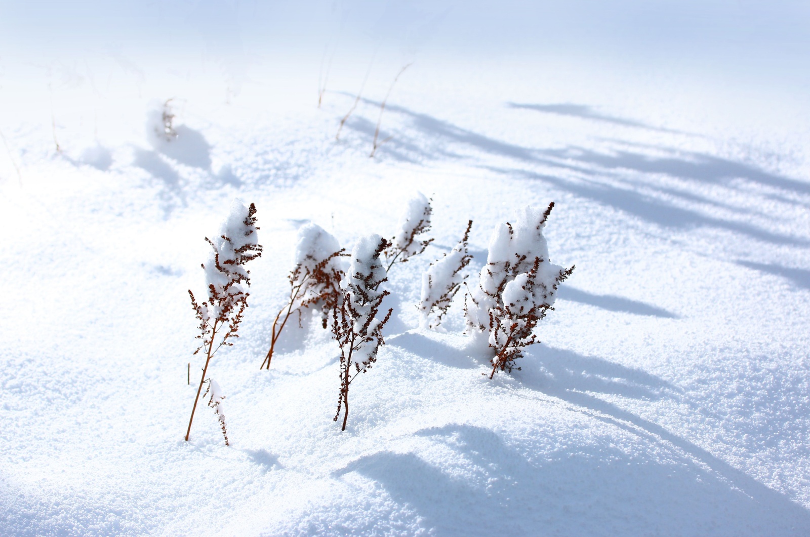 Astilbe in snow