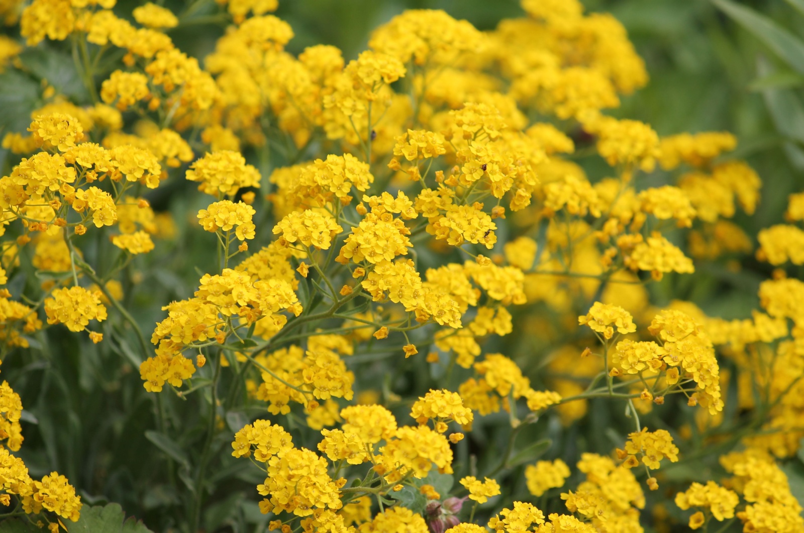 aurinia plant