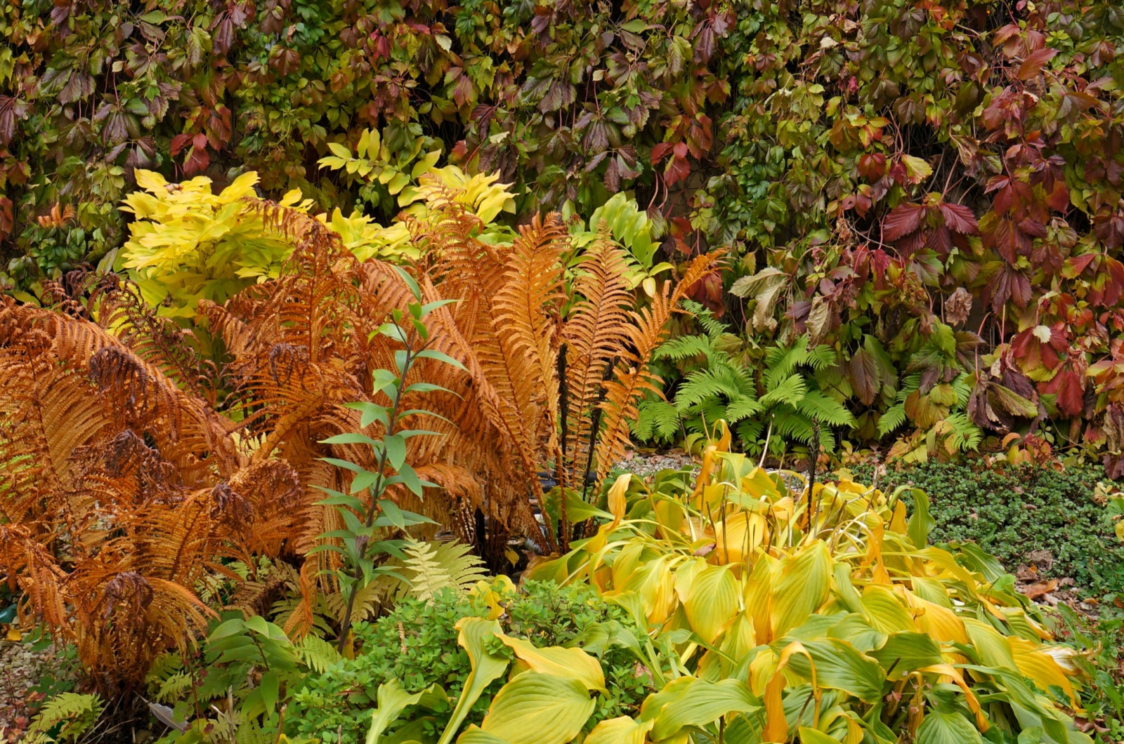 autumn fern in garden