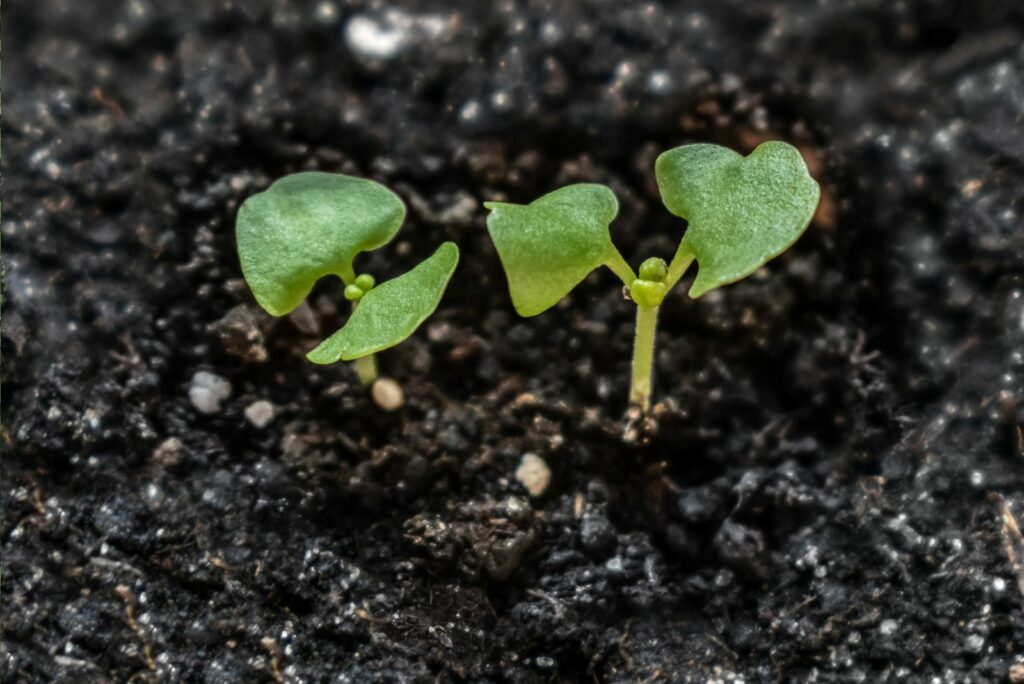 basil germination