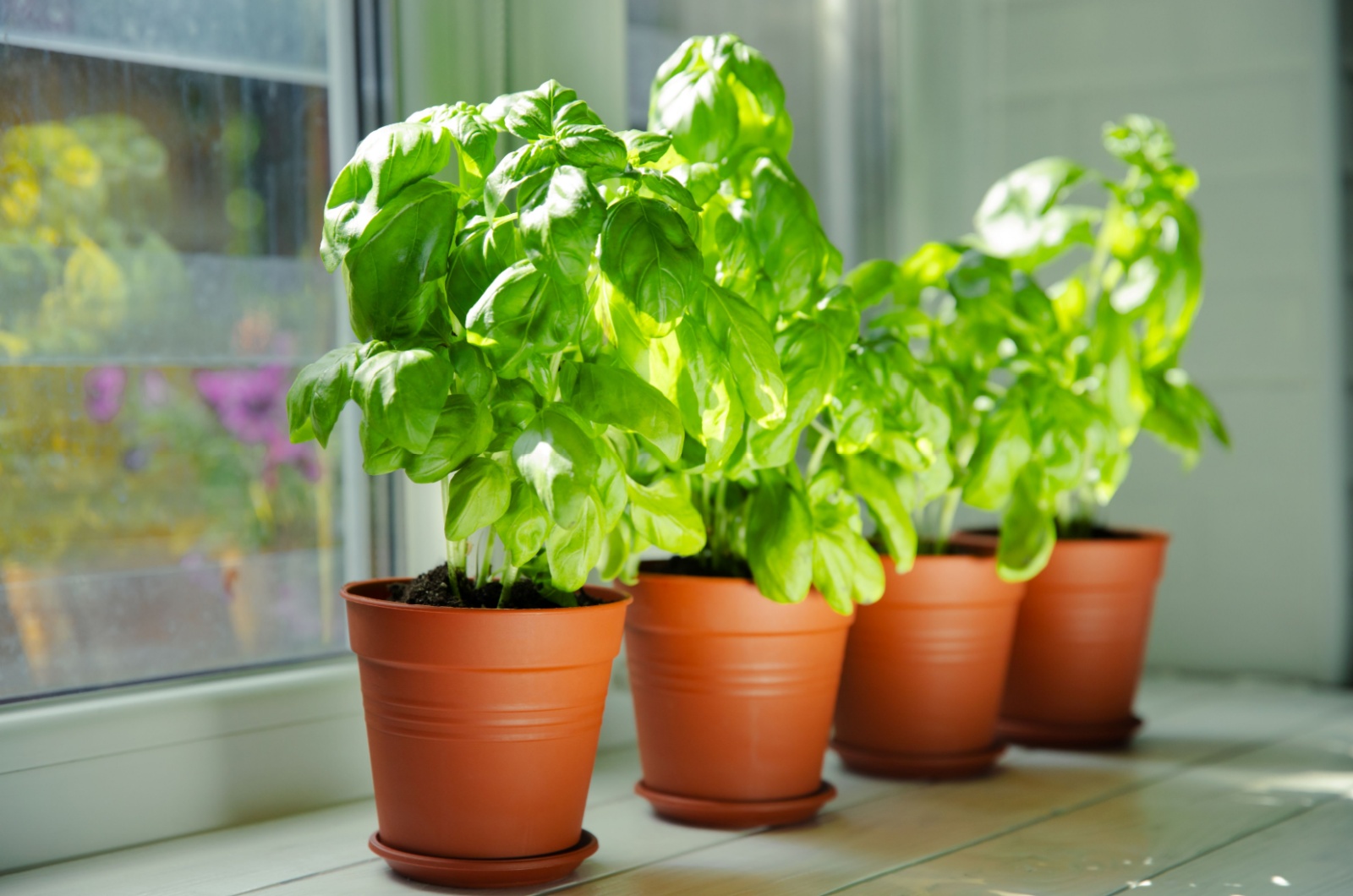 basil plant