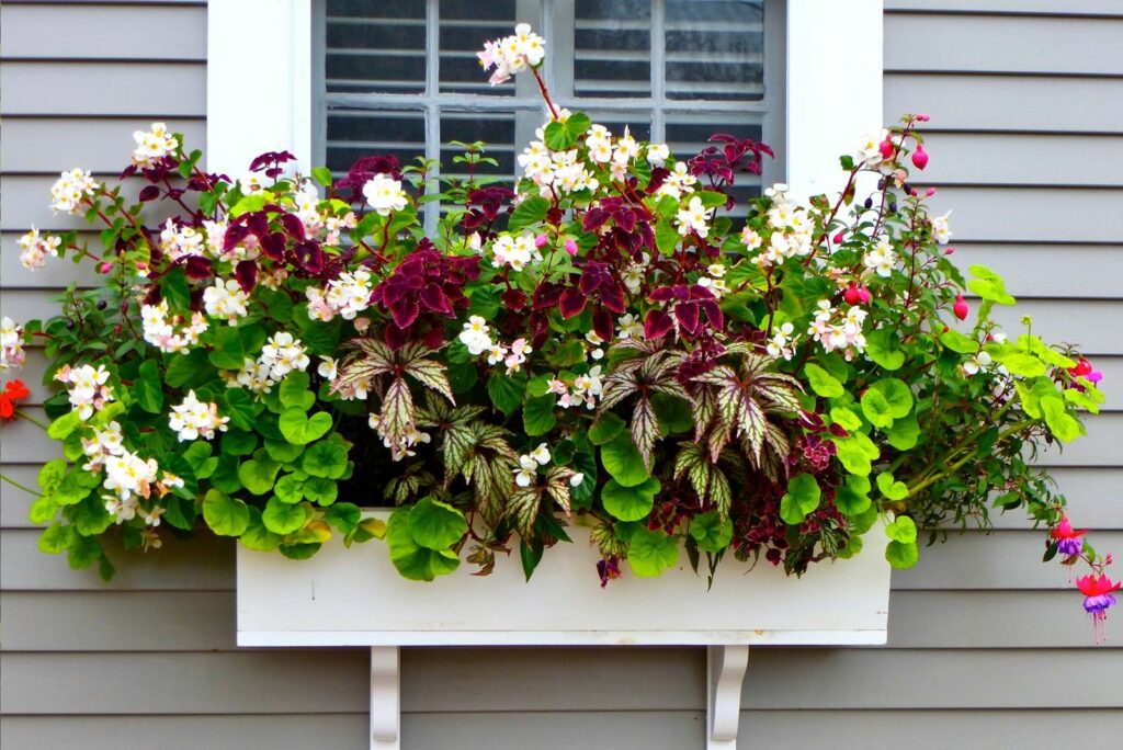 beautiful flowers in the window box