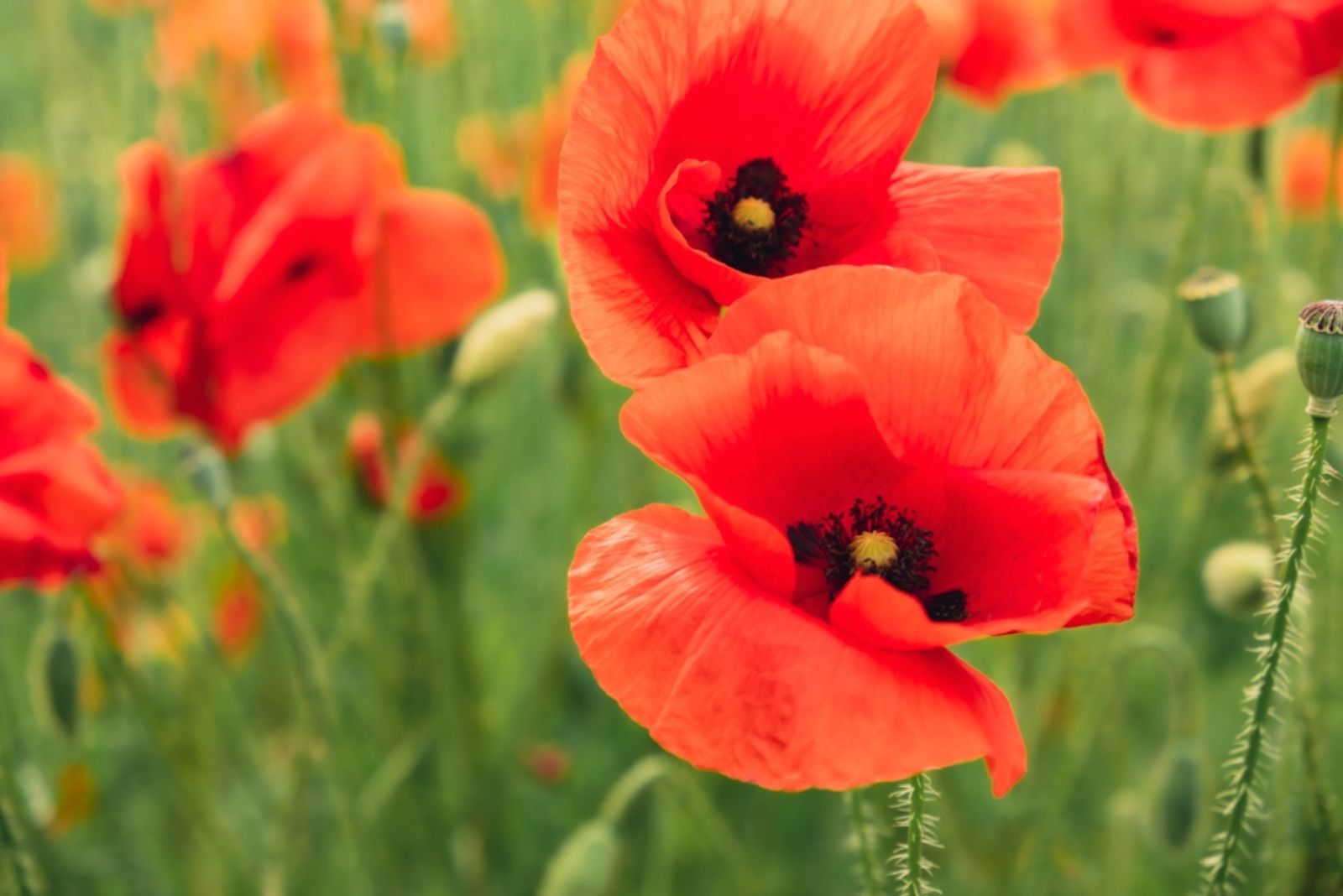 beautiful poppy flowers