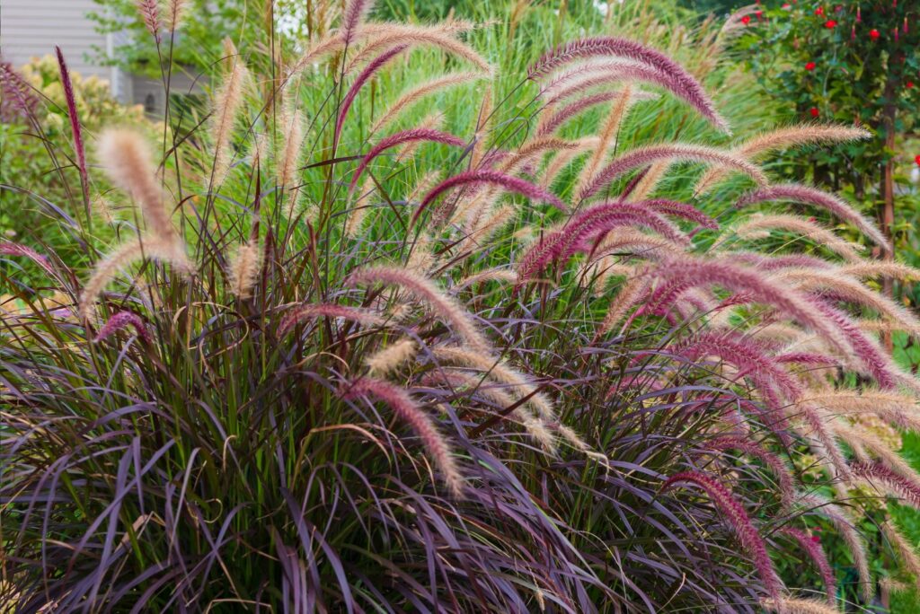 beautiful purple fountain grass