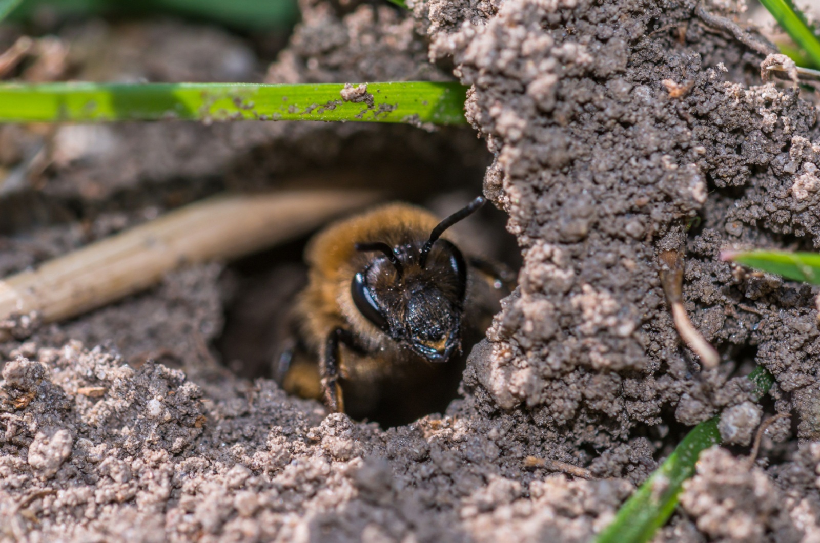 bee in her hole on the ground