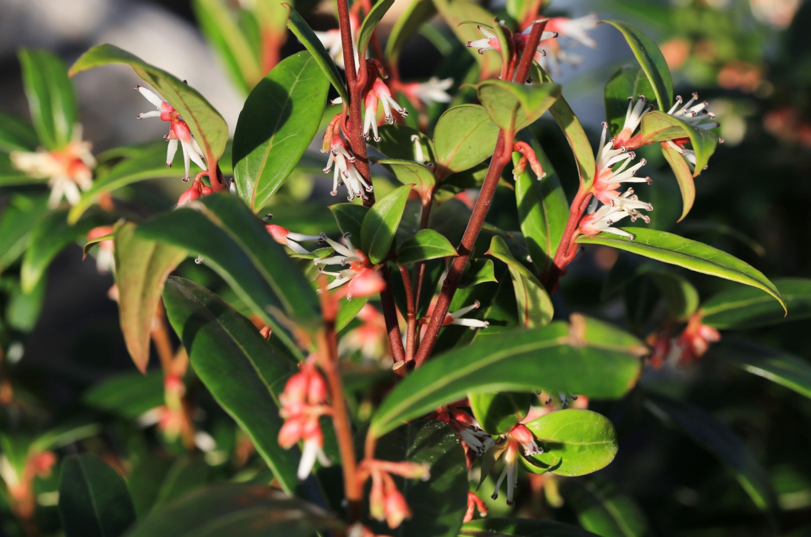 blooming sarococca