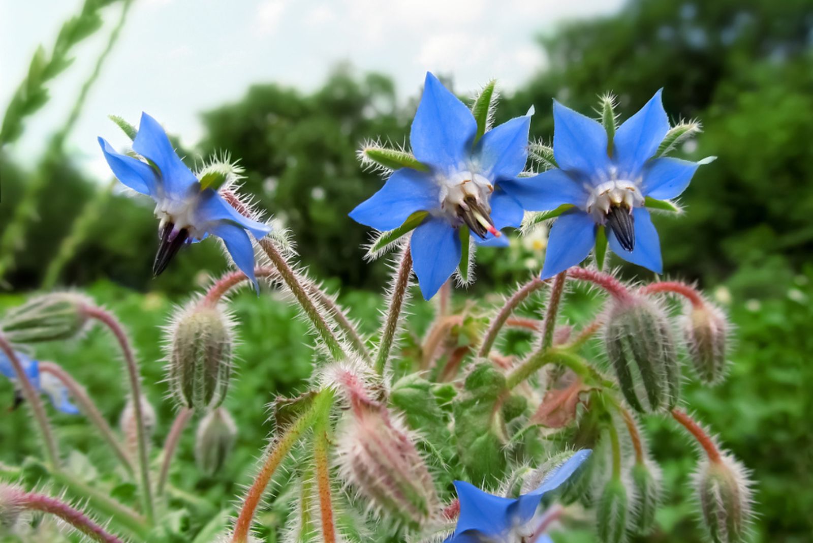 blue flowers of a medicinal plant borage