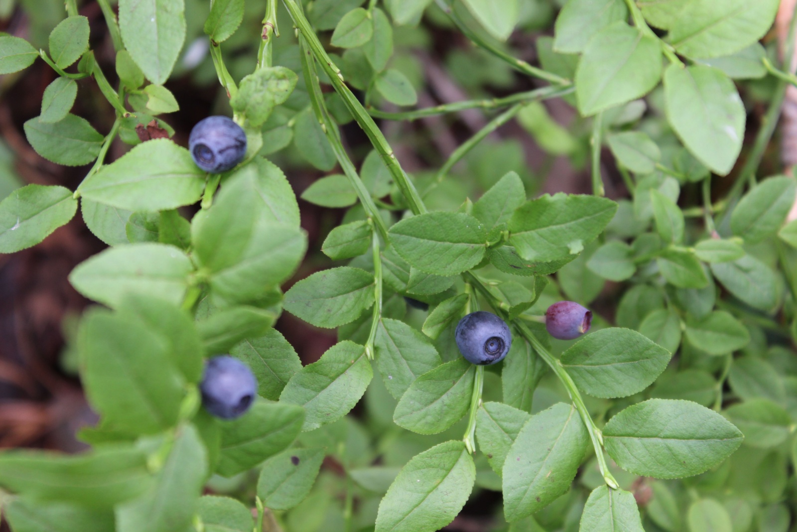 blueberries on a branch