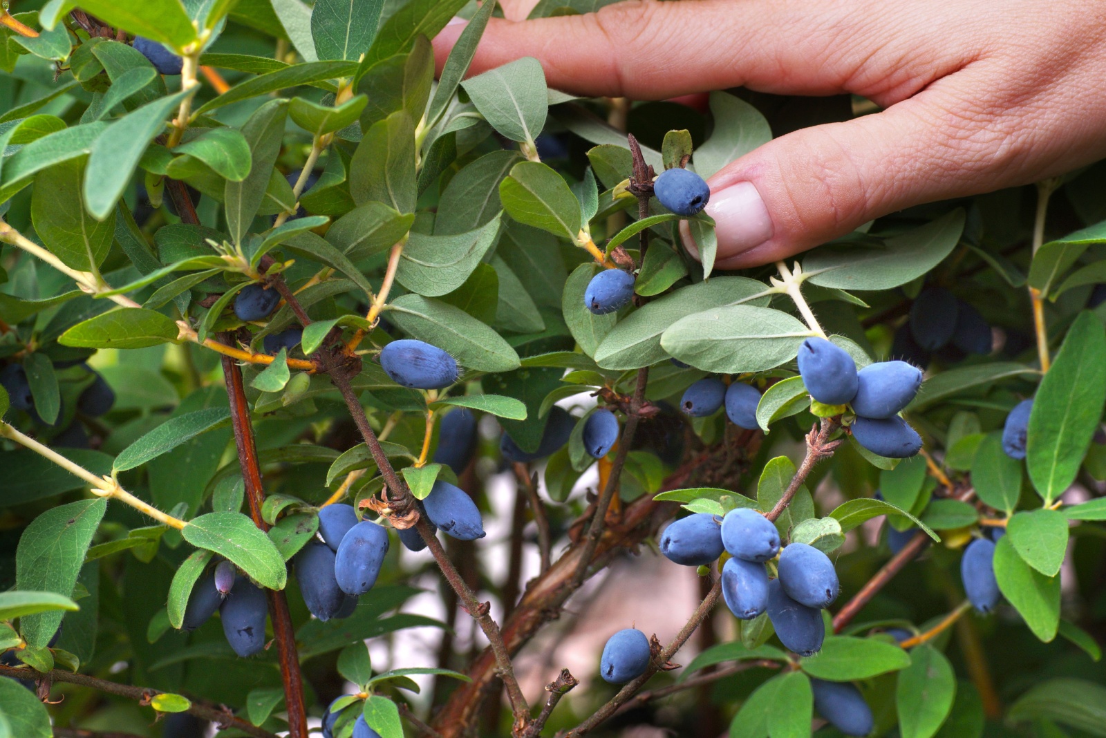 blueberries on a bush