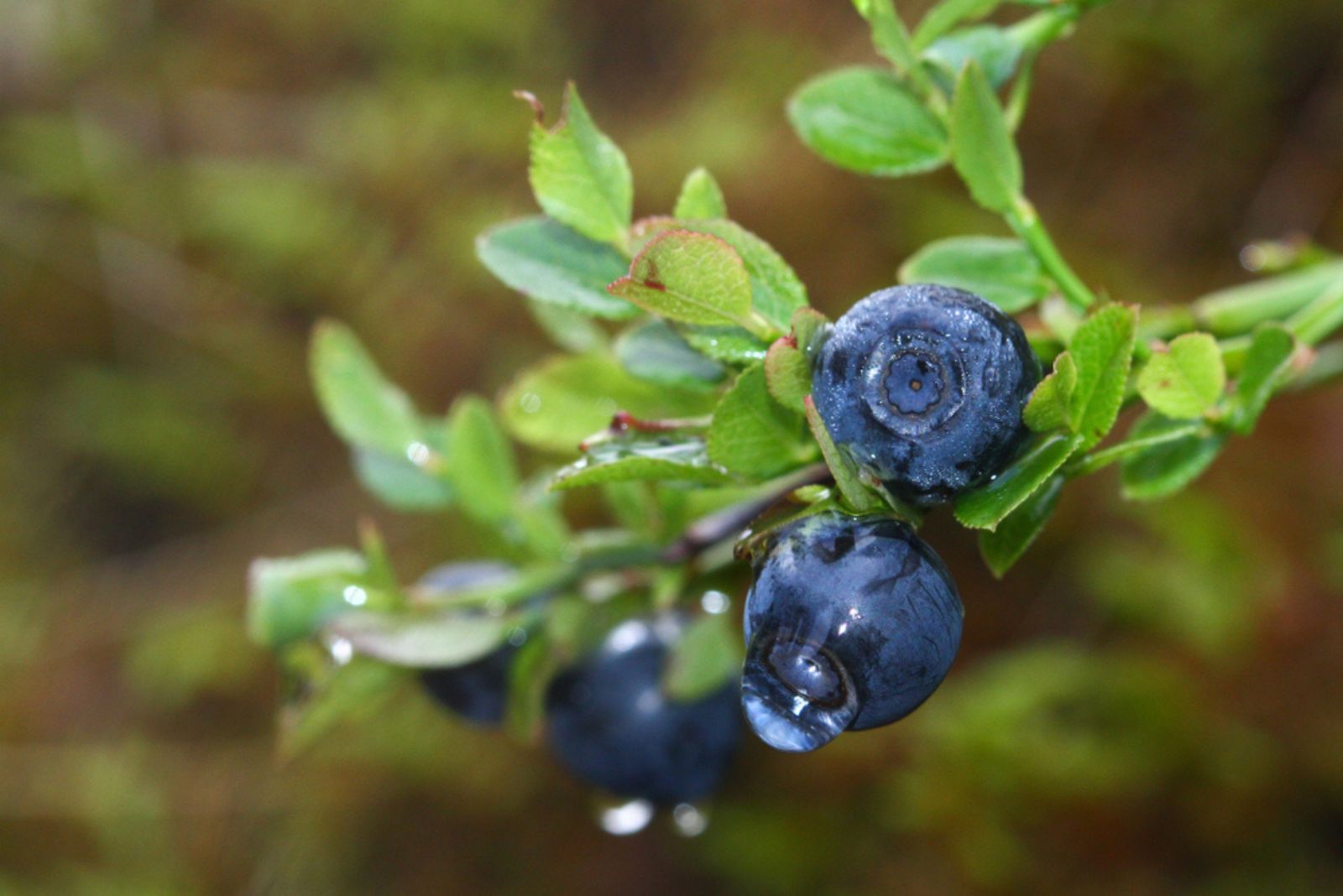 blueberries on branch