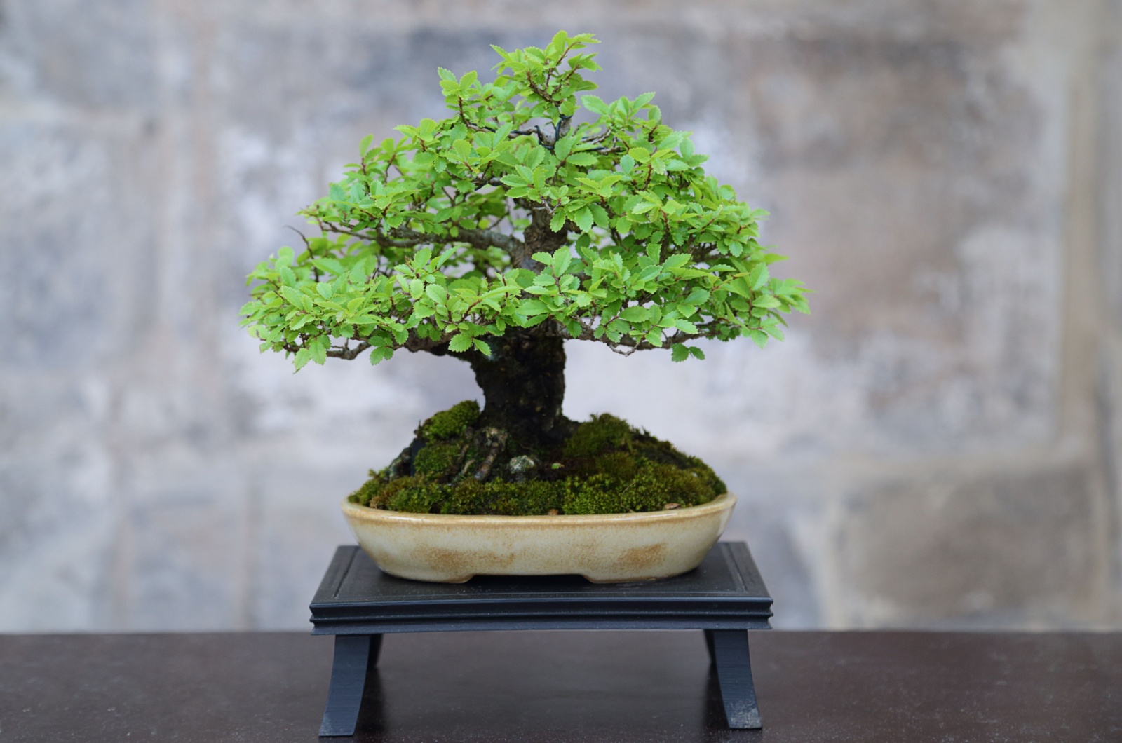 bonsai tree