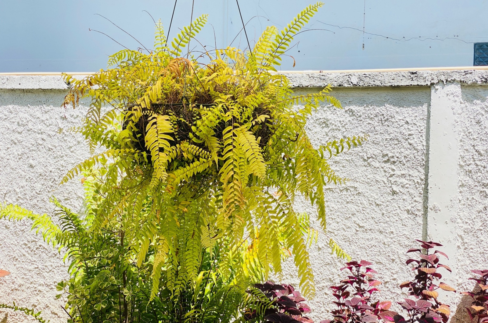 boston fern outdoors