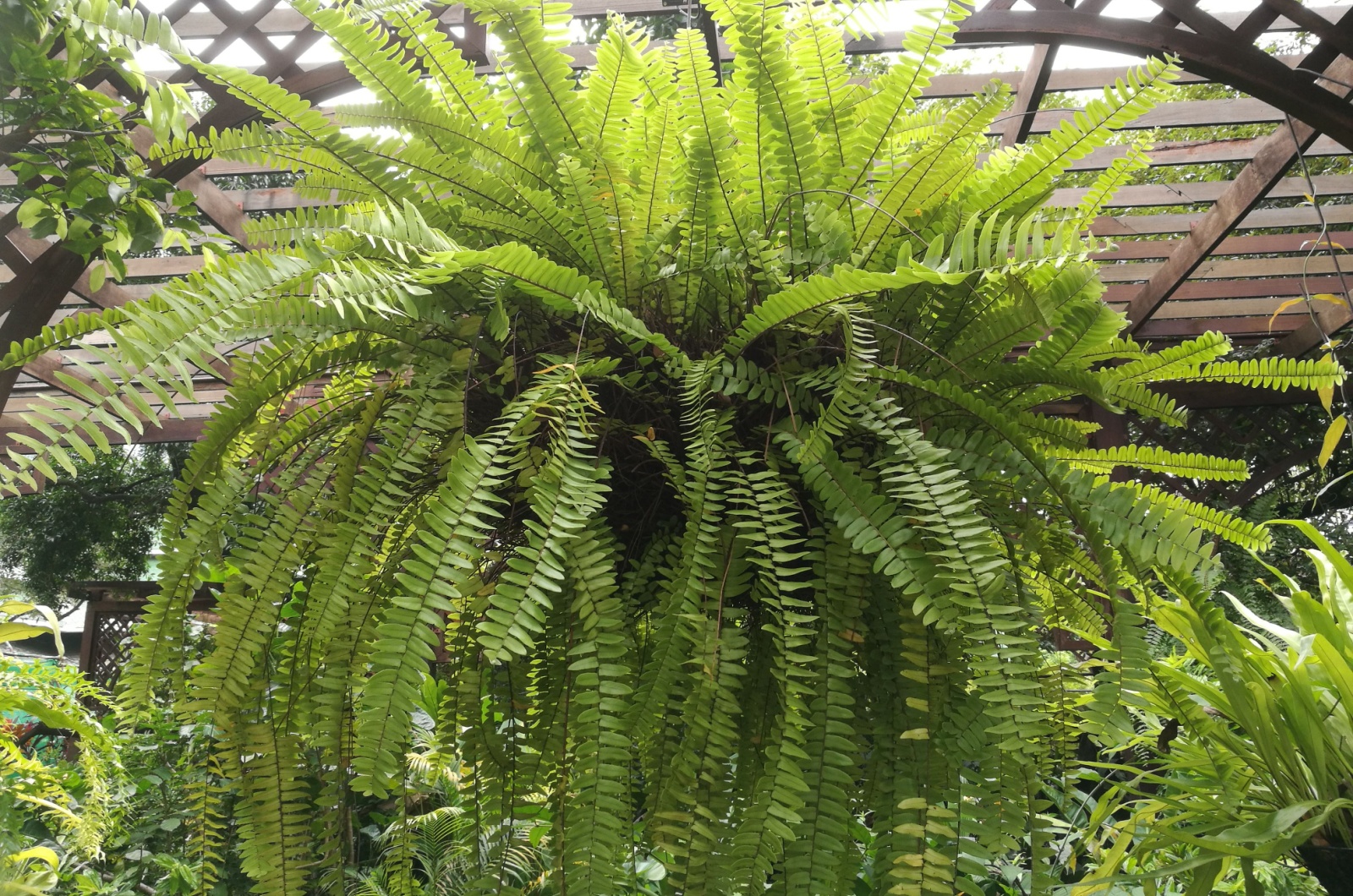 boston fern